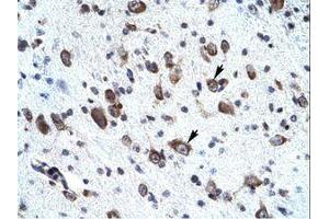 Image no. 1 for anti-Mortality Factor 4 Like 2 (MORF4L2) (AA 67-116) antibody (ABIN202164) (MORF4L2 antibody  (AA 67-116))