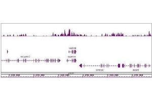 Histone H4K8ac antibody (pAb) tested by ChIP-Seq. (Histone H4 antibody  (acLys8))
