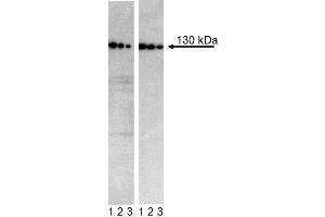 Western blot analysis of N-Cadherin in H9-derived neural stem cells (NSC) and transformed human epithelioid carcinoma (HeLa).