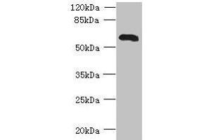 Western blot All lanes: USP30 antibody at 7 μg/mL + Mouse liver tissue Secondary Goat polyclonal to rabbit IgG at 1/10000 dilution Predicted band size: 59 kDa Observed band size: 59 kDa