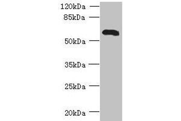 USP3 抗体  (C-Term)