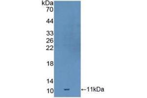 Western blot analysis of recombinant Mouse GDF10.