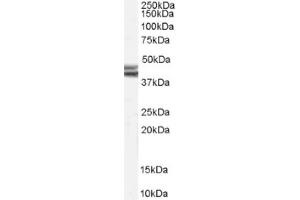 Image no. 1 for anti-Neuropeptide Y Receptor Y2 (NPY2R) (Internal Region) antibody (ABIN374839)