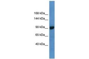 Image no. 1 for anti-ATP-Binding Cassette, Sub-Family C (CFTR/MRP), Member 4 (ABCC4) (AA 1231-1280) antibody (ABIN6747807) (ABCC4 antibody  (AA 1231-1280))