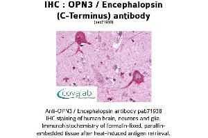 Image no. 1 for anti-Opsin 3 (OPN3) (C-Term) antibody (ABIN1737651)