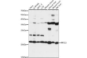 Western blot analysis of extracts of various cell lines, using RPS13 antibody (ABIN7270012) at 1:1000 dilution. (RPS13 antibody  (AA 79-151))
