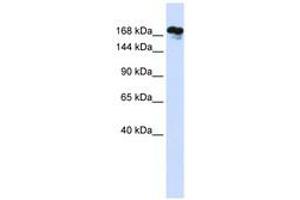 Image no. 1 for anti-Remodeling and Spacing Factor 1 (RSF1) (AA 1116-1165) antibody (ABIN6741045) (RSF1 antibody  (AA 1116-1165))