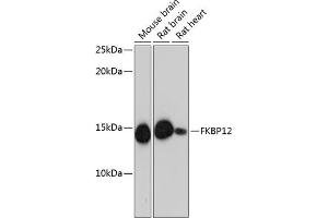 Western blot analysis of extracts of various cell lines, using FKBP12 Rabbit mAb (ABIN7267211) at 1:1000 dilution. (FKBP1A antibody)