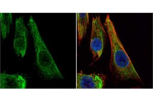 ICC/IF Image Bcl-X antibody detects Bcl-X protein at cytoplasm by immunofluorescent analysis. (BCL2L1 antibody)