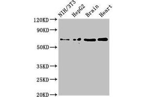 Western Blot Positive WB detected in: NIH/3T3 whole cell lysate, HepG2 whole cell lysate, Mouse brain tissue, Rat heart tissue All lanes: EMB antibody at 3 μg/mL Secondary Goat polyclonal to rabbit IgG at 1/50000 dilution Predicted band size: 37, 32 kDa Observed band size: 70 kDa (Embigin antibody  (AA 285-327))