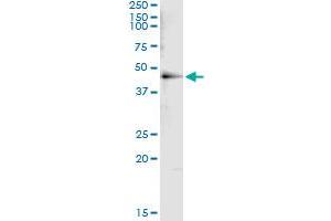 Immunoprecipitation of HDAC8 transfected lysate using anti-HDAC8 monoclonal antibody and Protein A Magnetic Bead , and immunoblotted with HDAC8 MaxPab rabbit polyclonal antibody. (HDAC8 antibody  (AA 1-100))