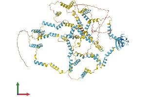 AlphaFold protein structure predicition of Human Recombinant NEBL Protein, UniprotID O76041 (Nebulette Protein (NEBL) (AA 1-1014) (His tag))