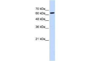 WB Suggested Anti-LGTN Antibody Titration:  0. (EIF2D antibody  (Middle Region))