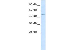 WB Suggested Anti-LHX9 Antibody Titration:  1.