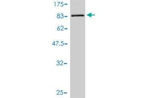 ULK4 antibody  (AA 1-580)