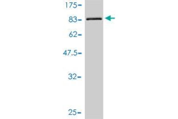 ULK4 antibody  (AA 1-580)
