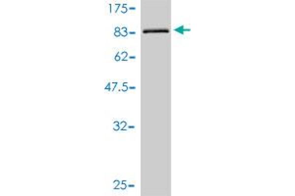 ULK4 antibody  (AA 1-580)