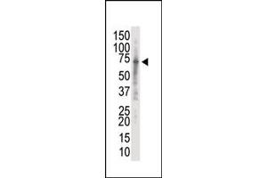 Western blot analysis of anti-IRAK2 Pab (ABIN392235 and ABIN2841929) in K562 cell lysate. (IRAK2 antibody  (C-Term))