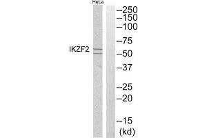 Western Blotting (WB) image for anti-IKAROS Family Zinc Finger 2 (IKZF2) (Internal Region) antibody (ABIN1852462) (IKZF2 antibody  (Internal Region))