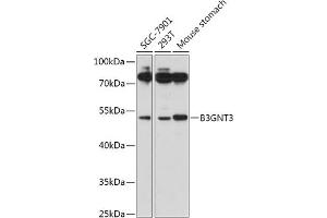 Western blot analysis of extracts of various cell lines, using B3GNT3 antibody (ABIN7271204) at 1:1000 dilution. (B3GNT3 antibody  (AA 120-240))