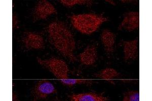 Confocal immunofluorescence analysis of HeLa cells using RPL21 Polyclonal Antibody at dilution of 1:200. (RPL21 antibody)