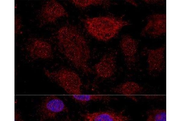 RPL21 antibody