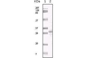 Western blot analysis using KSHV ORF26 mouse mAb against TPA induced BCBL-1 cell lysate. (KSHV ORF26 antibody)