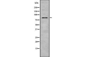 Western blot analysis of MST1 using 293 whole cell lysates (MST1 antibody  (C-Term))