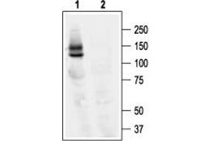 Western blot analysis of KV11. (KCNH2 antibody  (Intracellular))