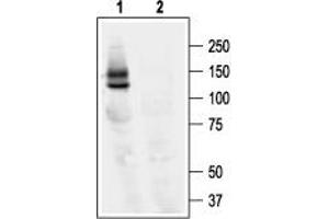 Western blot analysis of KV11. (KCNH2 antibody  (C-Term, Intracellular))