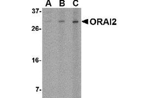 Western Blotting (WB) image for anti-ORAI Calcium Release-Activated Calcium Modulator 2 (ORAI2) (C-Term) antibody (ABIN1030563) (ORAI2 antibody  (C-Term))