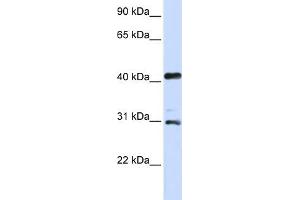 WB Suggested Anti-AURKA Antibody Titration:  0. (Aurora A antibody  (C-Term))