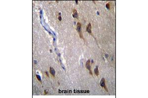 GPR45 Antibdy (Center) (ABIN6243207 and ABIN6577327) immunohistochemistry analysis in formalin fixed and paraffin embedded human brain tissue followed by peroxidase conjugation of the secondary antibody and DAB staining. (GPR45 antibody  (AA 121-149))