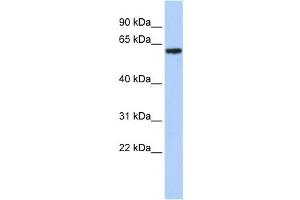 Western Blotting (WB) image for anti-T-Box 18 (TBX18) antibody (ABIN2458284) (T-Box 18 antibody)