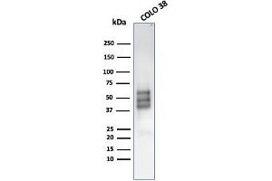 Western Blot Analysis of COLO-38 cell lysate using SOX10-Monospecific Recombinant Mouse MAb (rSOX10/1074). (Recombinant SOX10 antibody  (AA 115-269))