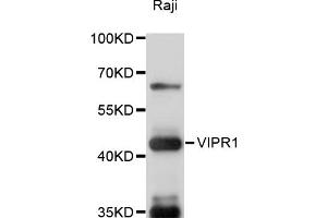 Western blot analysis of extracts of Raji cells, using VIPR1 antibody (ABIN6291056) at 1:1000 dilution. (VIPR1 antibody)