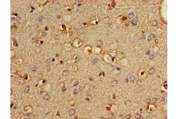 PLD3 antibody  (AA 70-176)
