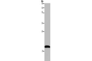 Western Blotting (WB) image for anti-NADH Dehydrogenase (Ubiquinone) 1 alpha Subcomplex, 8, 19kDa (NDUFA8) antibody (ABIN2433433)