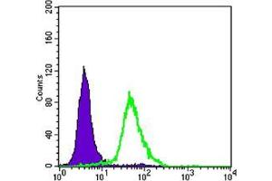 Flow cytometric analysis of Hela cells using CRTC2 mouse mAb (green) and negative control (purple). (CRTC2 antibody)