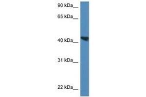Image no. 1 for anti-Meis Homeobox 3 (MEIS3) (AA 301-350) antibody (ABIN6747225)