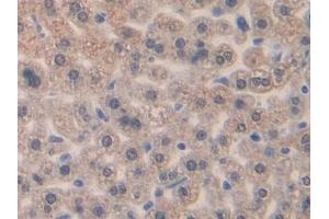IHC-P analysis of Mouse Liver Tissue, with DAB staining. (CCL4 antibody  (AA 24-92))