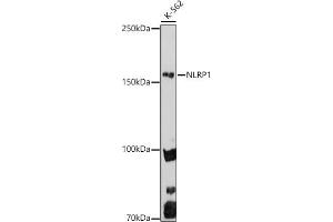 Western blot analysis of extracts of K-562 cells, using NLRP1 antibody (ABIN7268935) at 1:1000 dilution. (NLRP1 antibody  (AA 1000-1100))