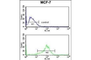 JIP1 Antibody (C-term) (ABIN652961 and ABIN2842613) flow cytometry analysis of MCF-7 cells (bottom histogram) compared to a negative control cell (top histogram). (MAPK8IP1 antibody  (C-Term))