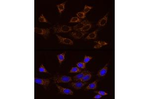 Immunofluorescence analysis of NIH/3T3 cells using [KO Validated]  Rabbit mAb (ABIN7265466) at dilution of 1:25 (40x lens). (Adenylate Kinase 2 antibody)