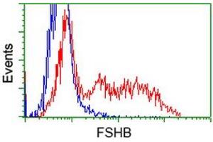 HEK293T cells transfected with either RC214616 overexpress plasmid (Red) or empty vector control plasmid (Blue) were immunostained by anti-FSHB antibody (ABIN2453052), and then analyzed by flow cytometry. (FSHB antibody)