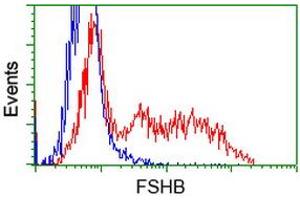 HEK293T cells transfected with either RC214616 overexpress plasmid (Red) or empty vector control plasmid (Blue) were immunostained by anti-FSHB antibody (ABIN2453052), and then analyzed by flow cytometry.