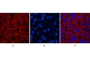 Immunofluorescence analysis of rat liver tissue. (Cytochrome C antibody)