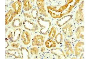 IHC image of ABIN7143616 diluted at 1:350 and staining in paraffin-embedded human kidney tissue performed on a Leica BondTM system. (ALT antibody  (AA 2-496))