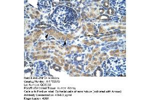 Human kidney (ZNF24 antibody  (Middle Region))