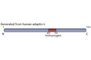 Image no. 1 for anti-Adaptor-Related Protein Complex 3, delta 1 Subunit (AP3D1) (AA 627-731) antibody (ABIN968477) (AP3D1 antibody  (AA 627-731))